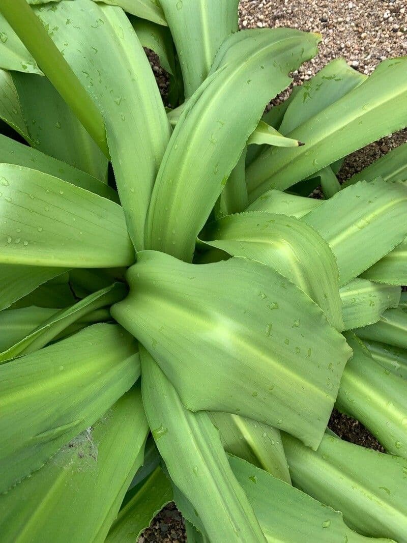 Eucomis 8