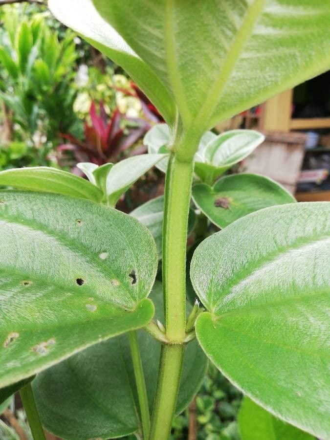 Flor de princesa 22