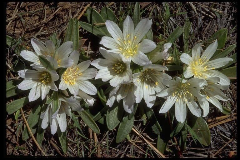 Lewisia a sepali corti 6