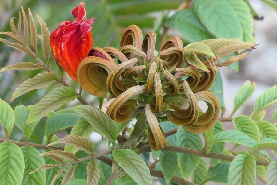 Spathodea campanulata