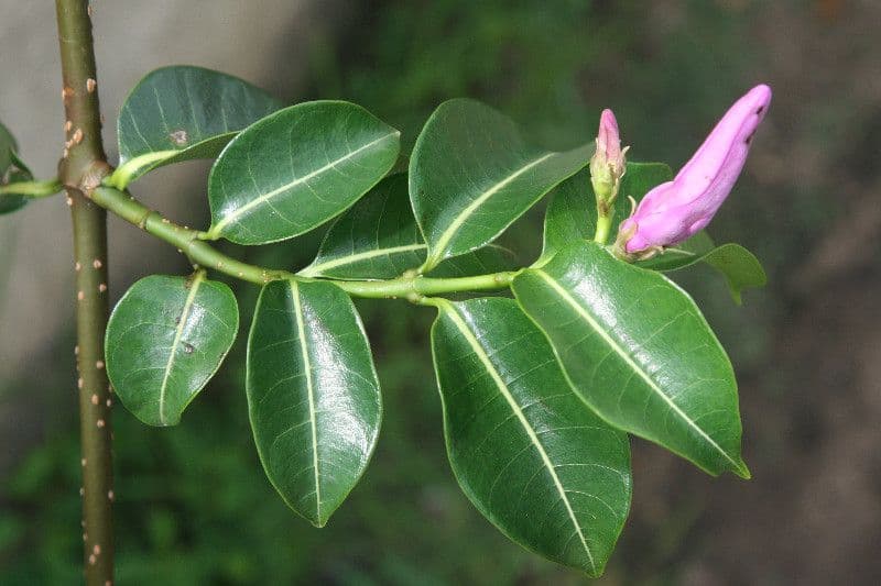 Cryptostegia 15