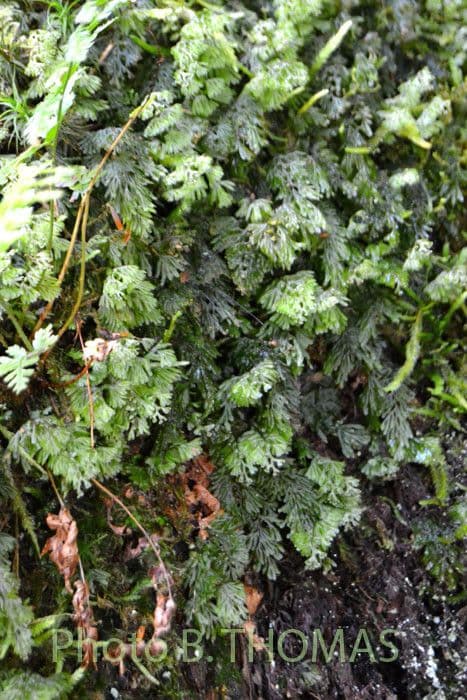 Braunes Hymenophyllum 12