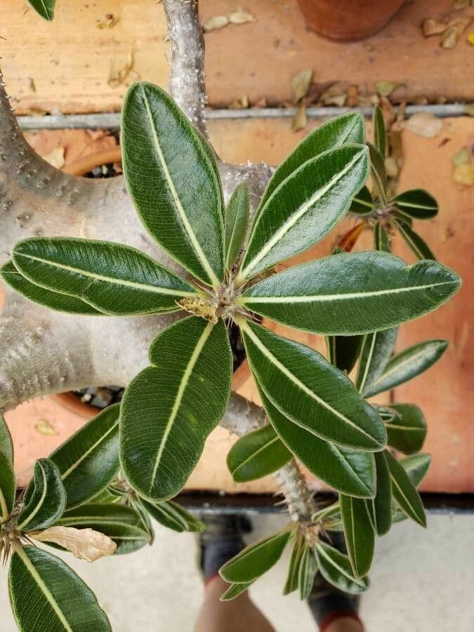 Pachypodium 14
