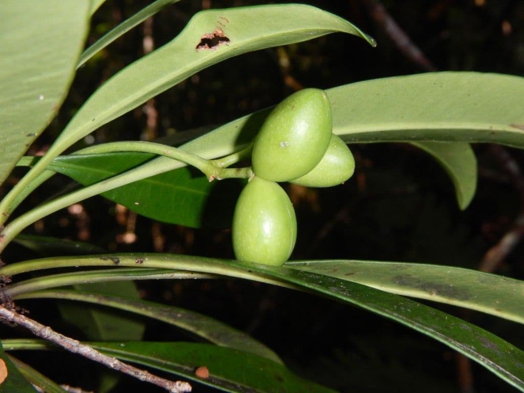 Rauvolfia