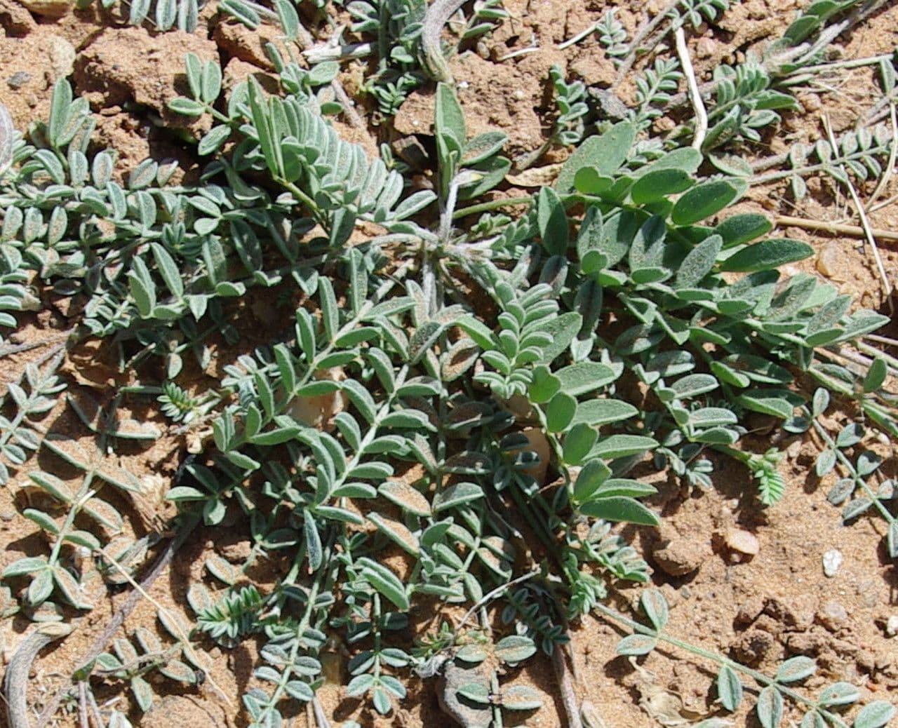 Astragalo 14
