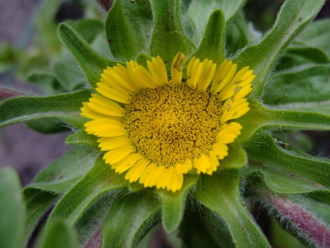 Asteriscus acquatico 3
