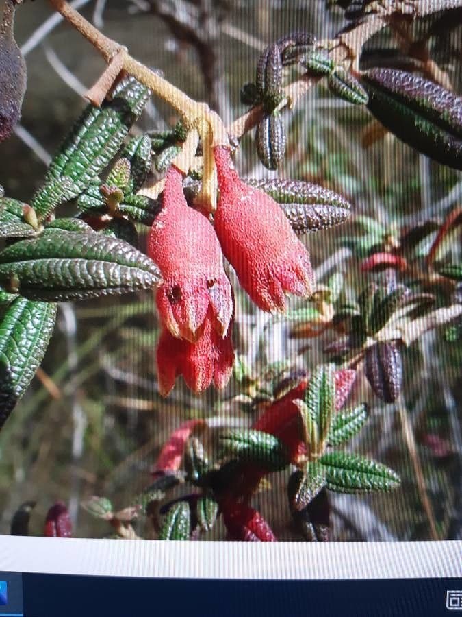 Brachyotum ledifolium 3