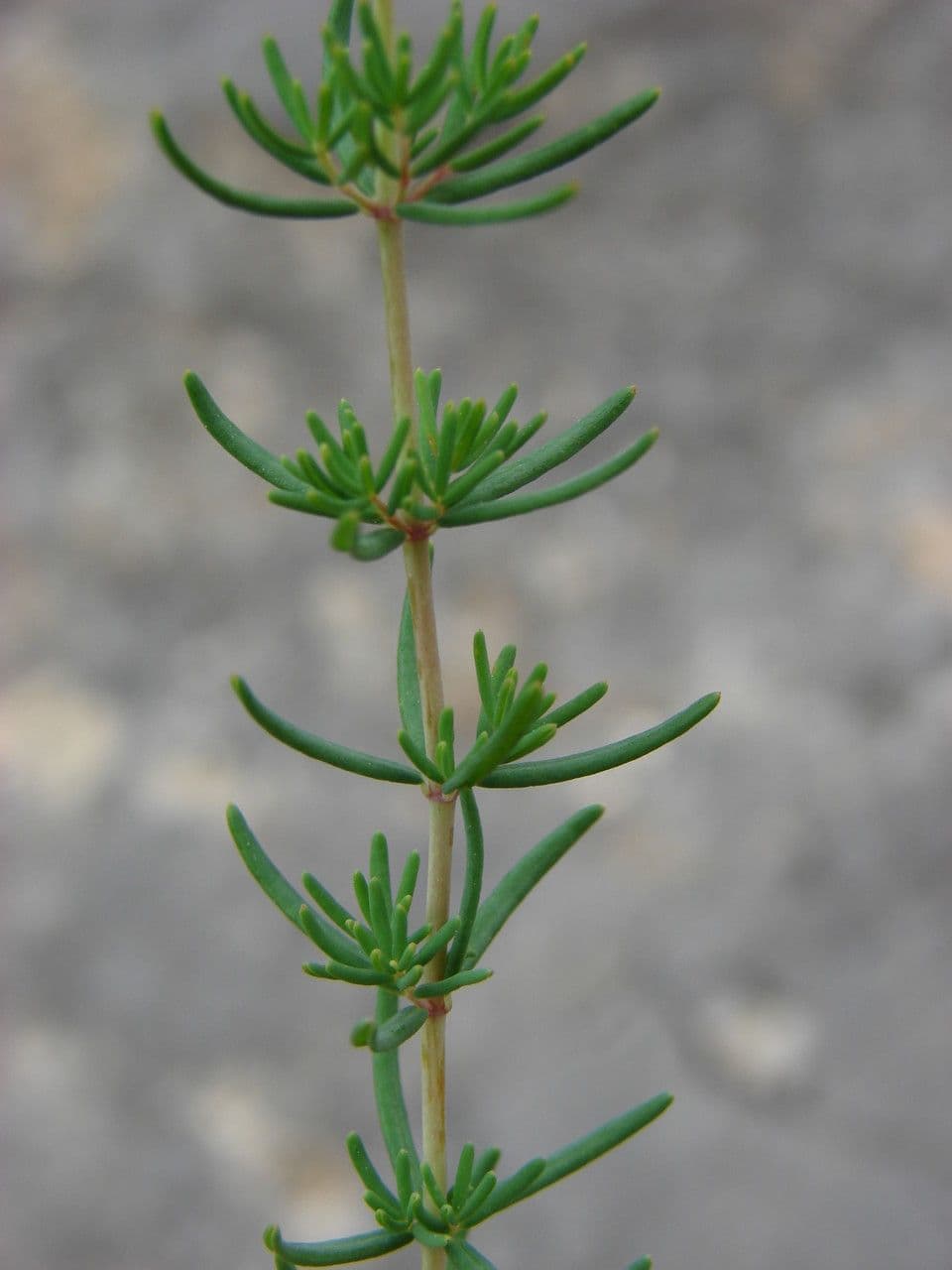 Hipérico de Coris 14