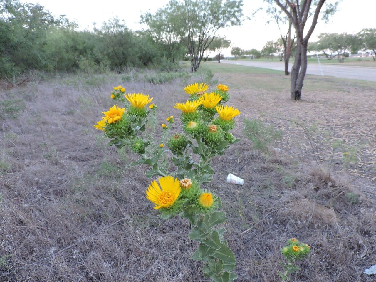 Grindelia 9
