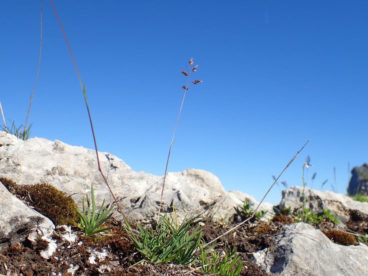 Alpen-Rispe 13