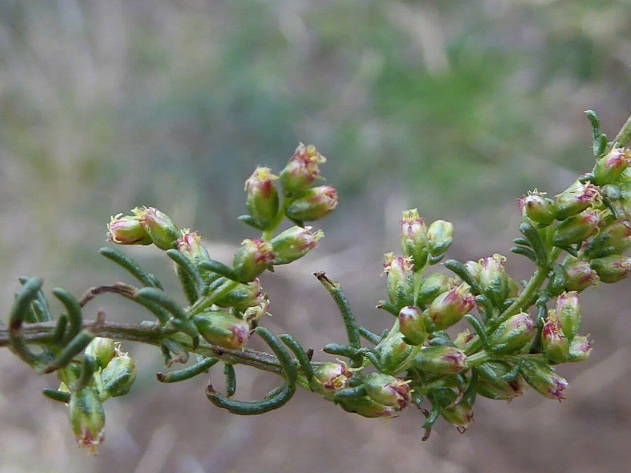 Field sagewort 9