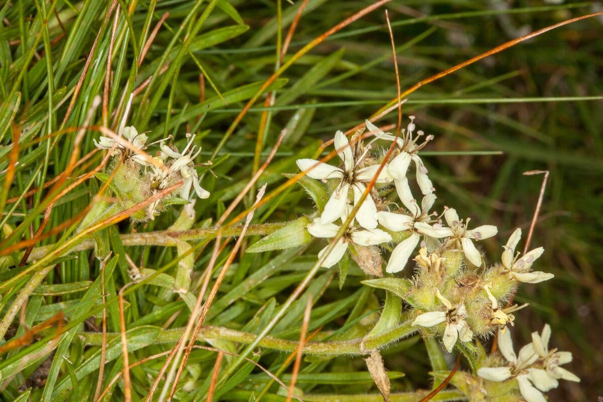 Saponaria gialla 15