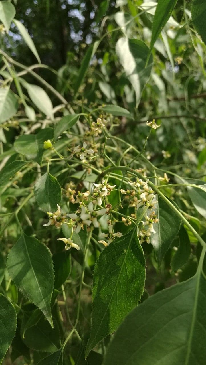 Euonymus maackii 3