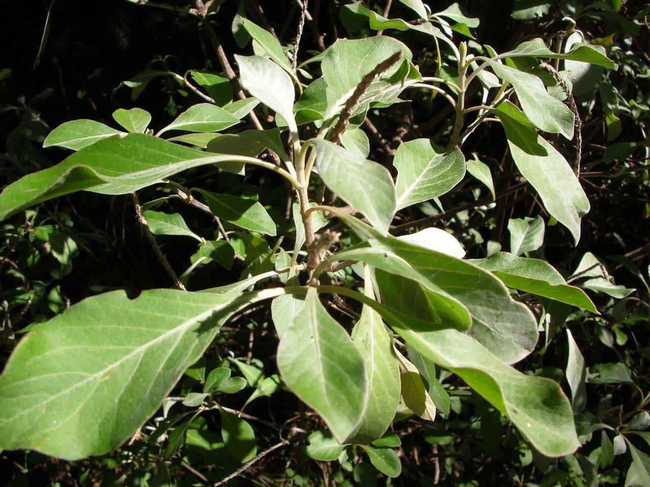 Achyranthes 13