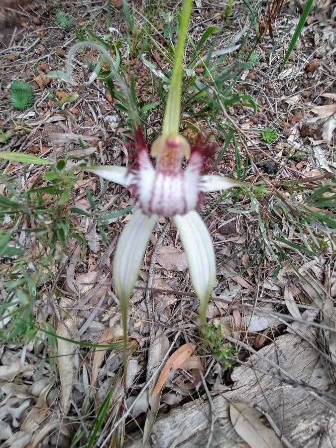 Caladenia 4