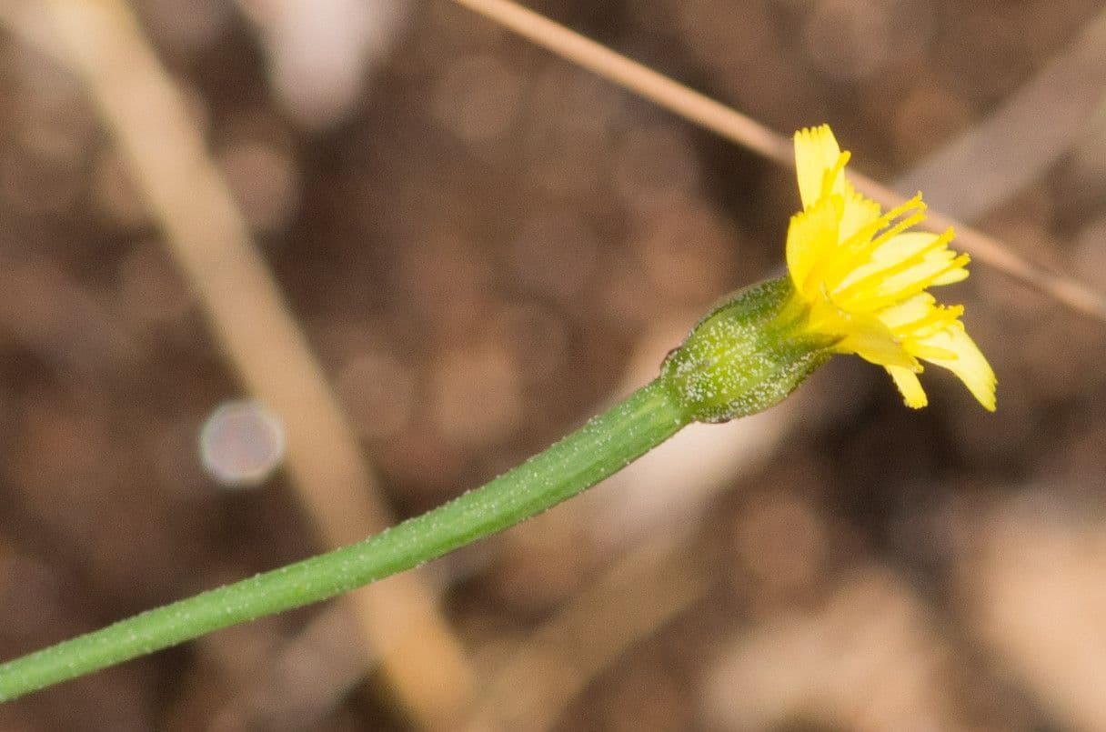 Arnoseris
