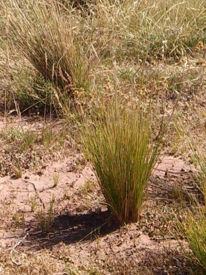 Festuca