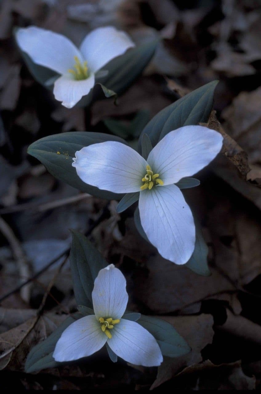 Trillium nivale 3
