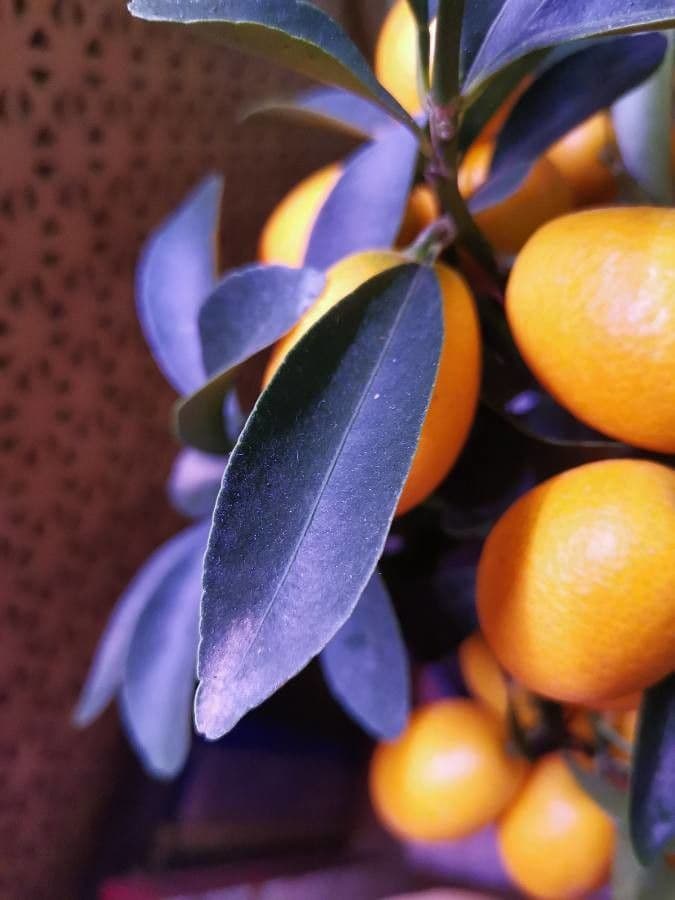 Kummerquats 16