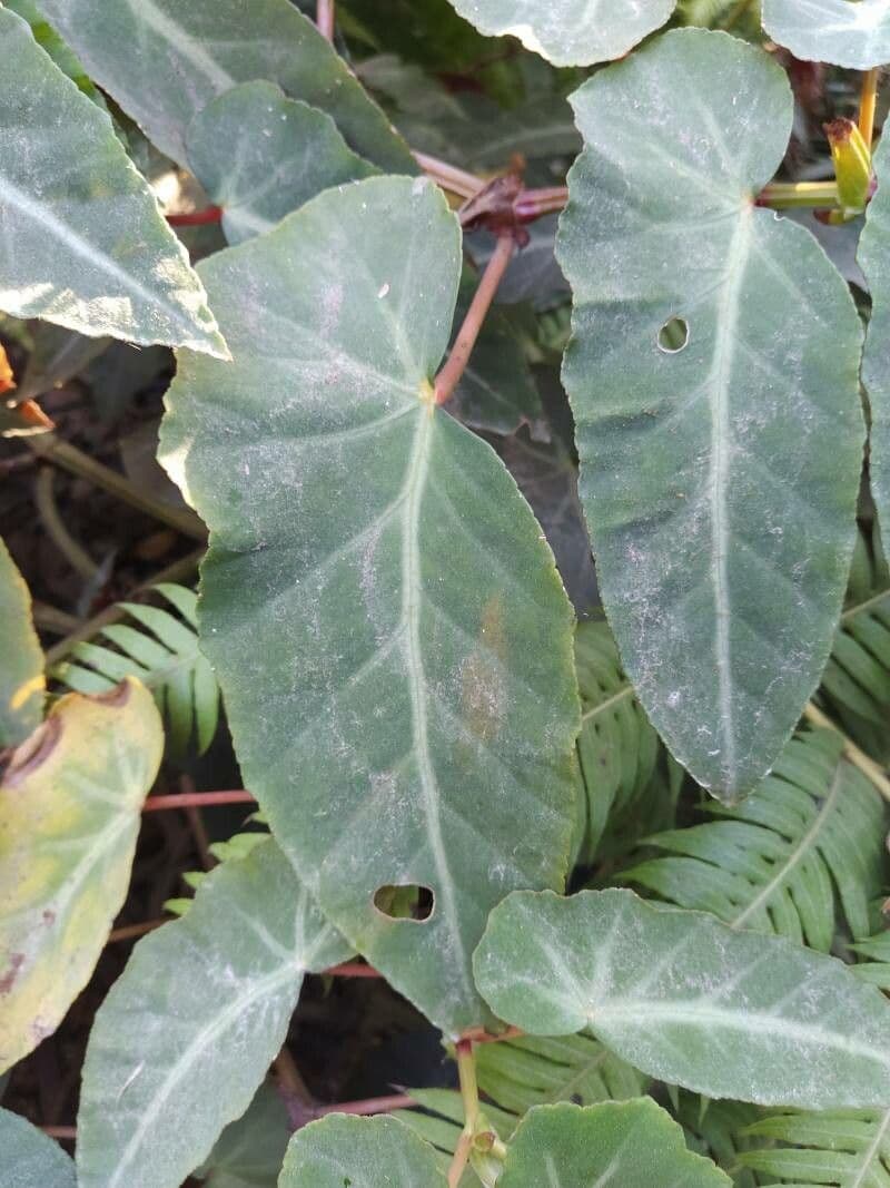 Begonia 10