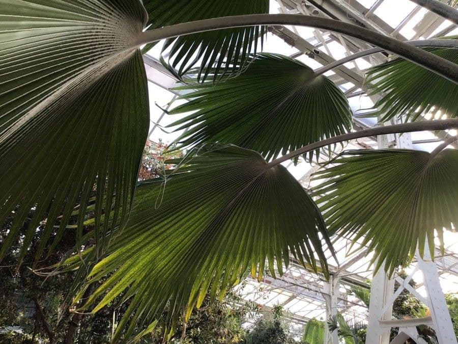 Pritchardia