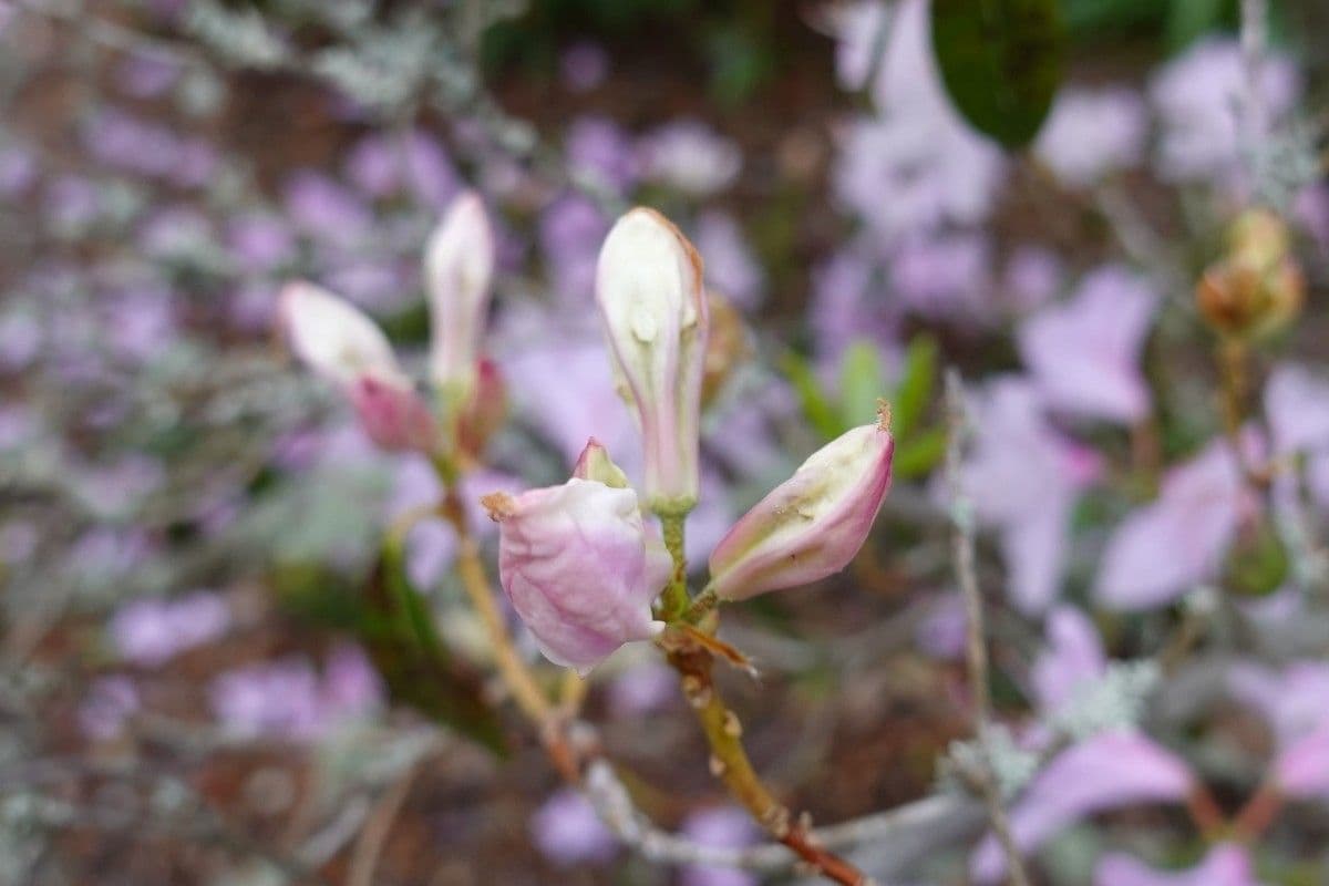 Rododendro 25