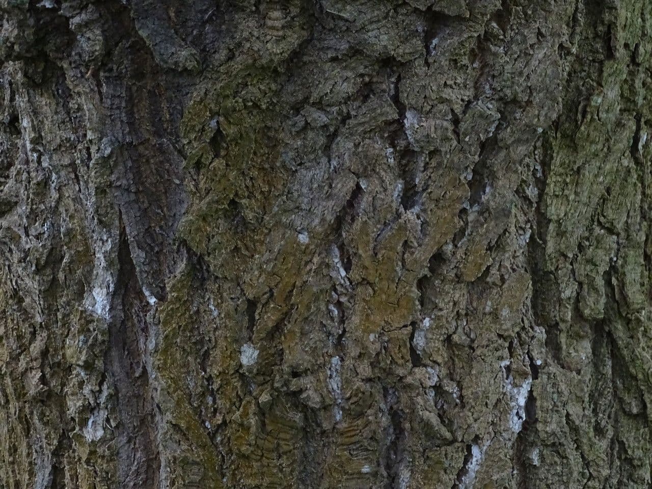 Nyssa sylvatica 24
