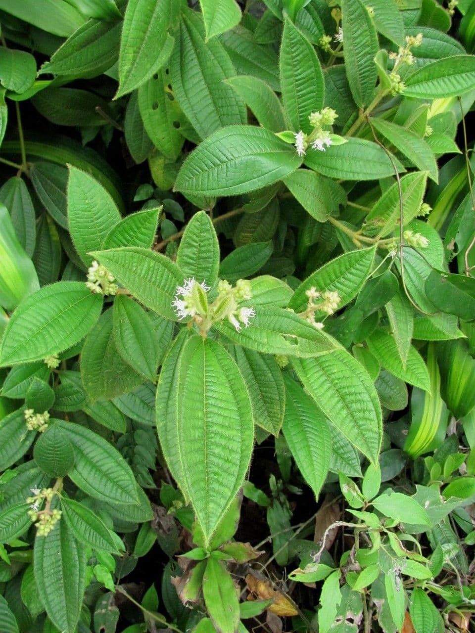 Miconia 5