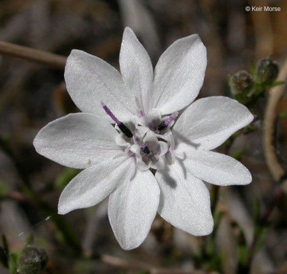 Blepharipappus