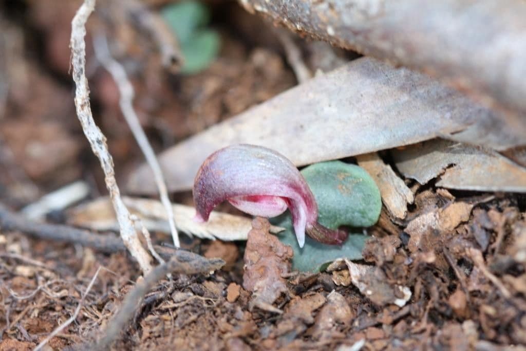 Corybas 10