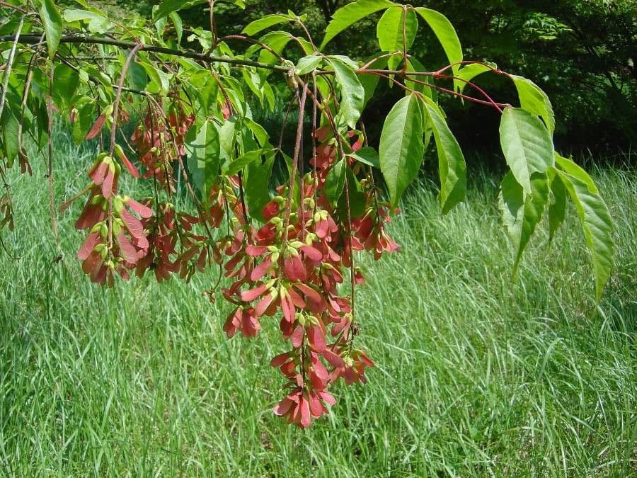 Henry's Maple