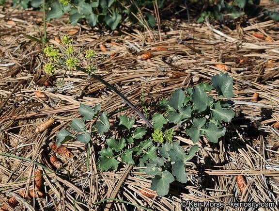 Lomatium 7