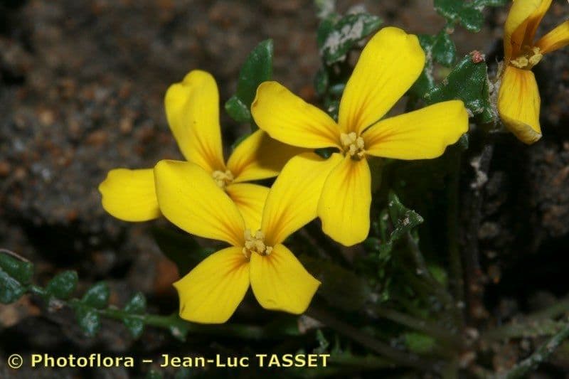 Morisia monanthos 3