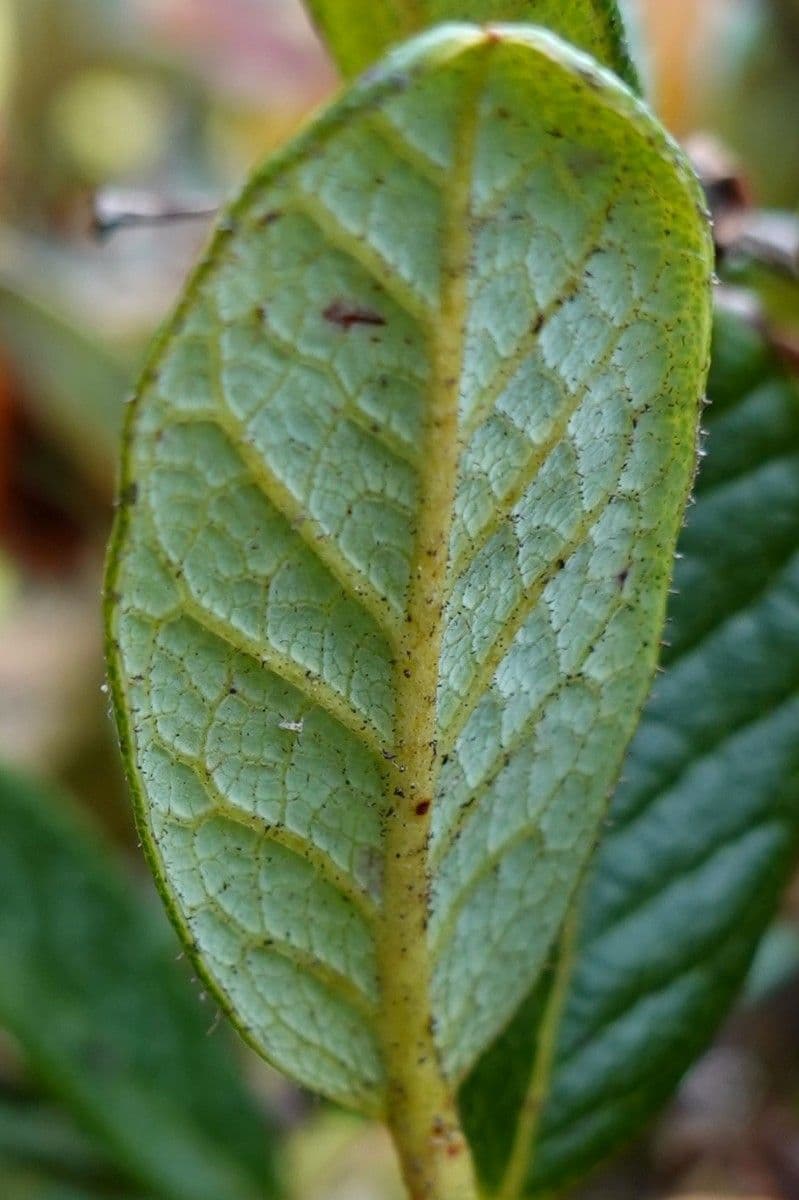 Rododendro 14