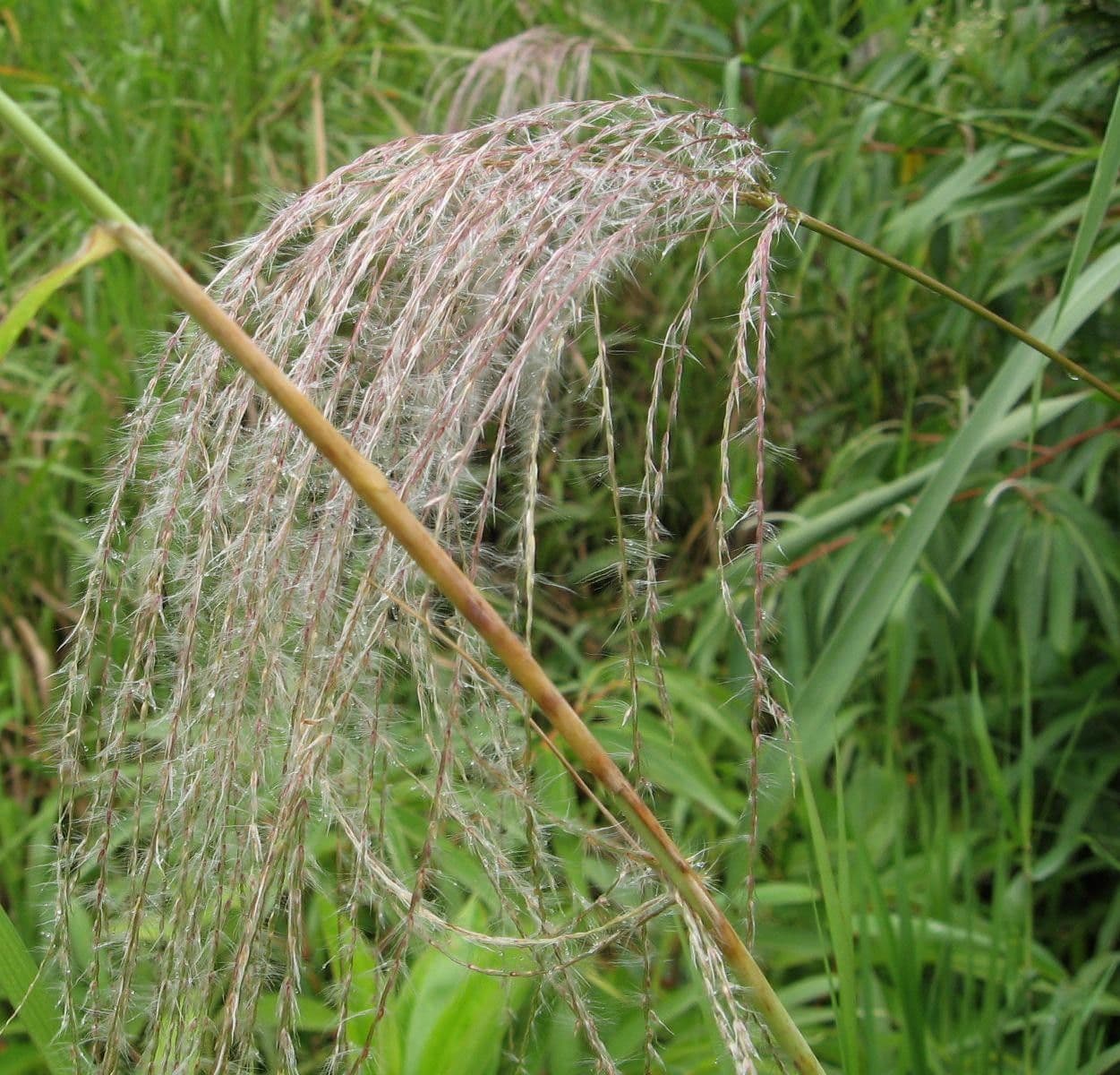Trawa cukrowa