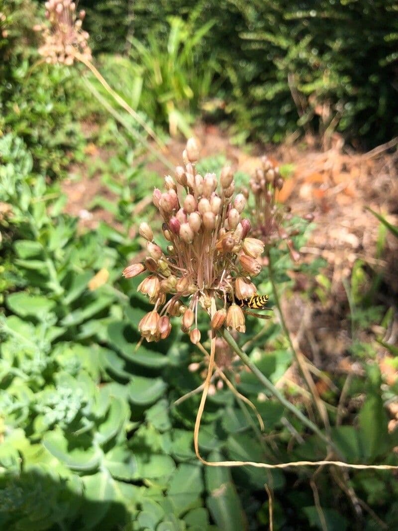 Aglio paniculato 4