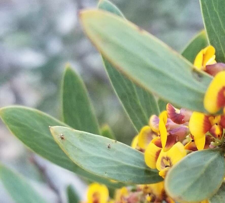 Breitblättrige Daviesia 6