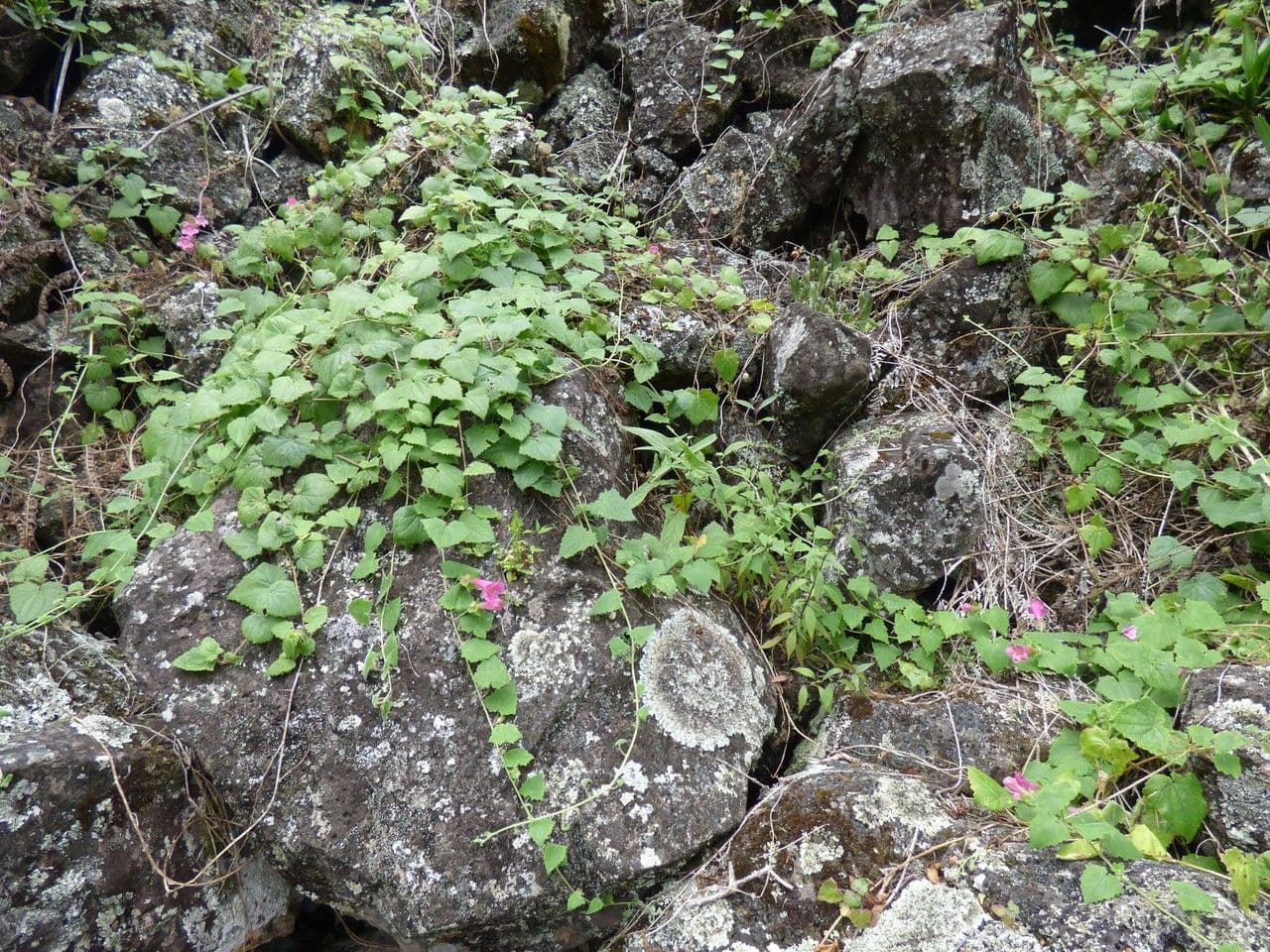 Lophospermum 7