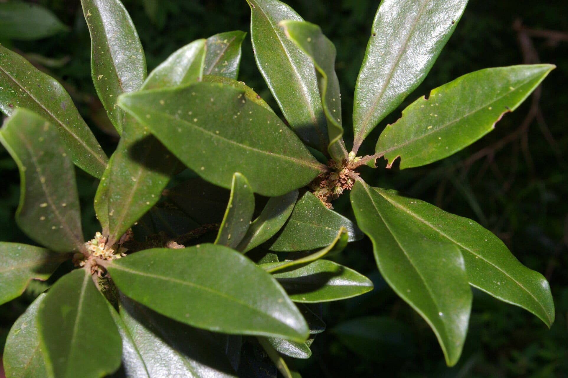 Myrsine coriacea 7