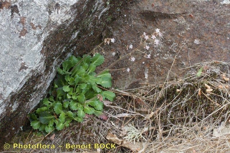 Sassifraga spatolata 7