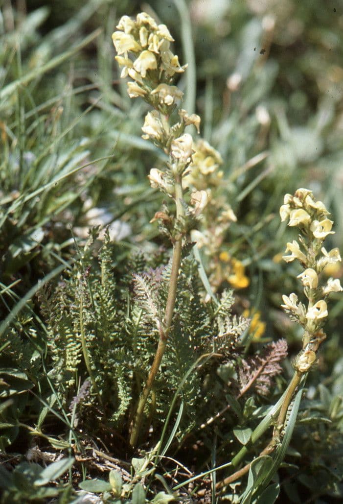 Pedicularis comosa 9