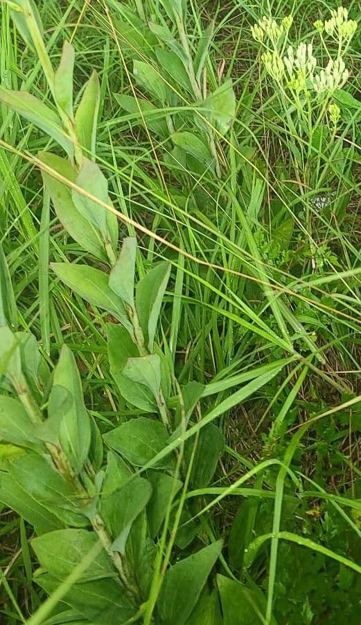 Arnoglossum plantagineum 17