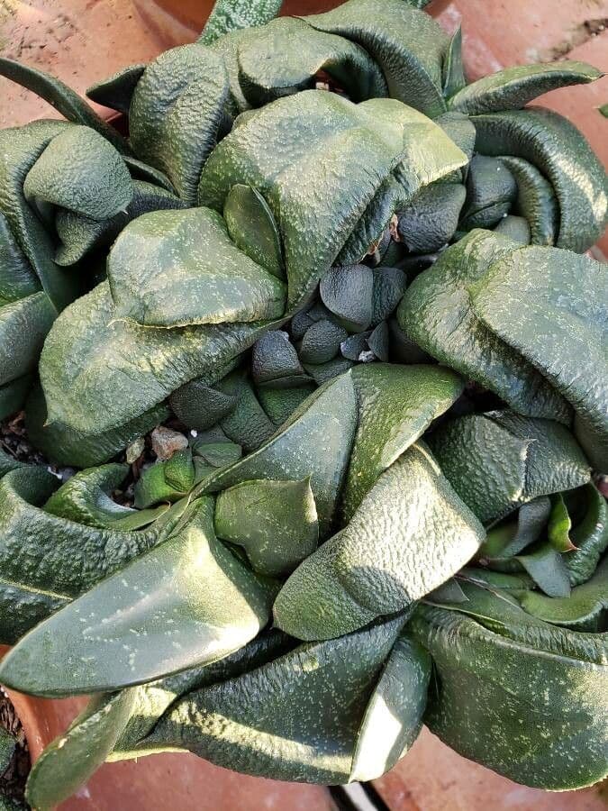 Gasteria 5