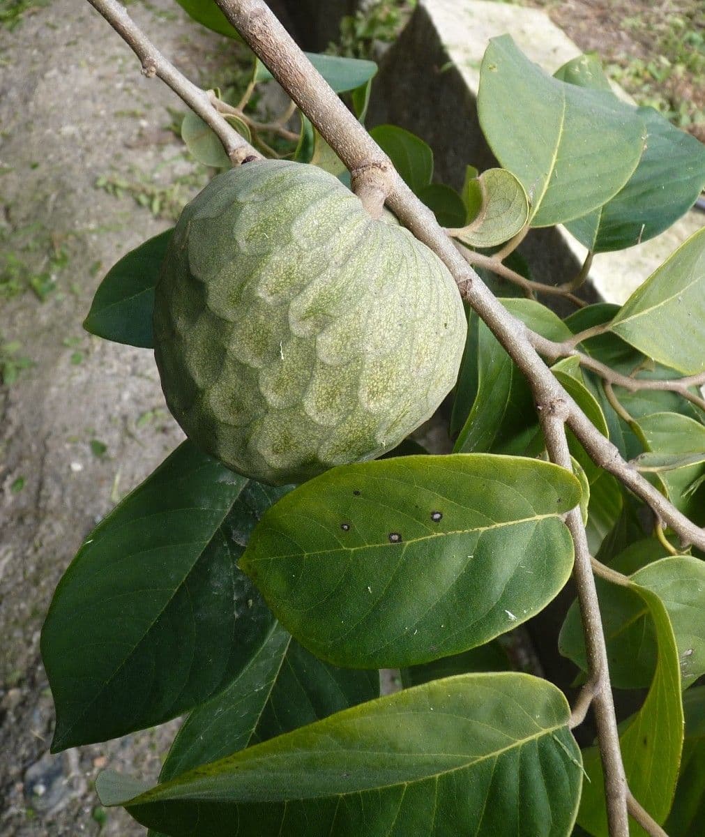 Chérimole 5