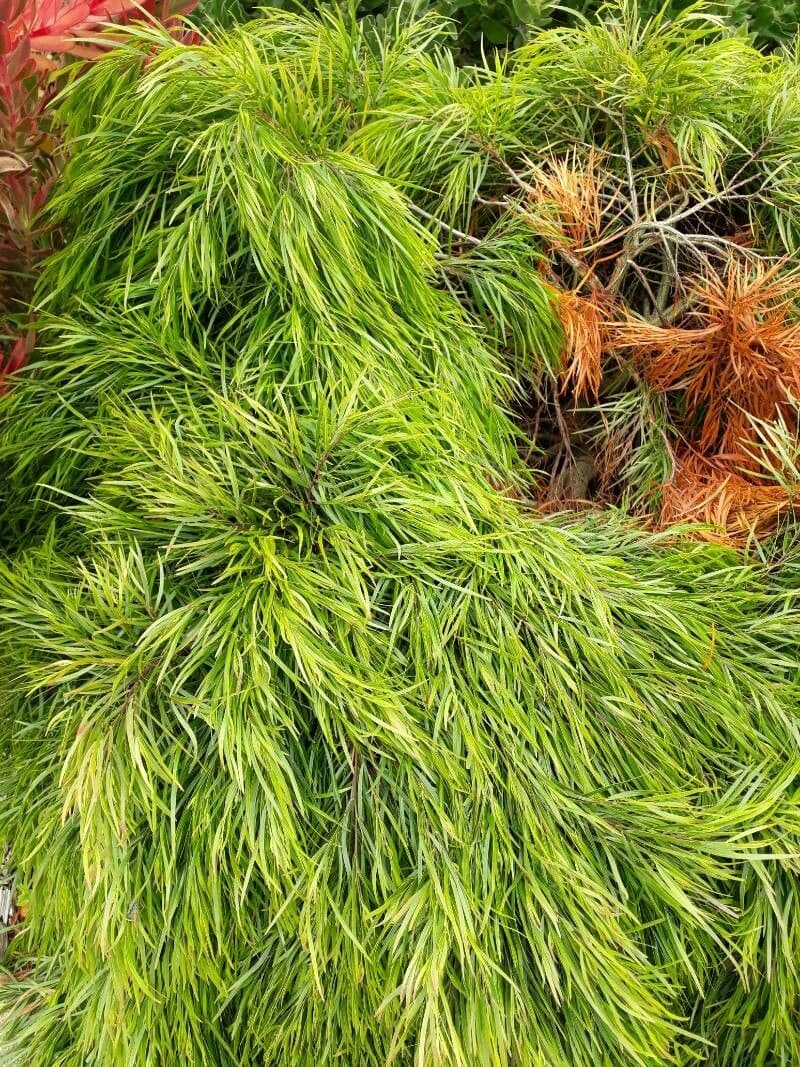 Acacia 7