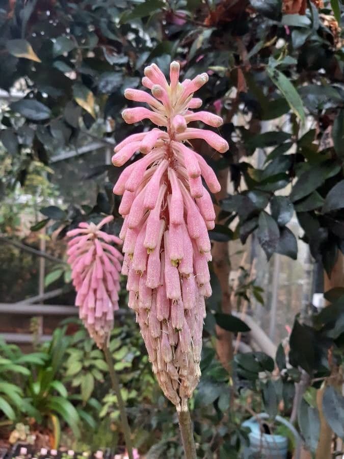 Veltheimia 4