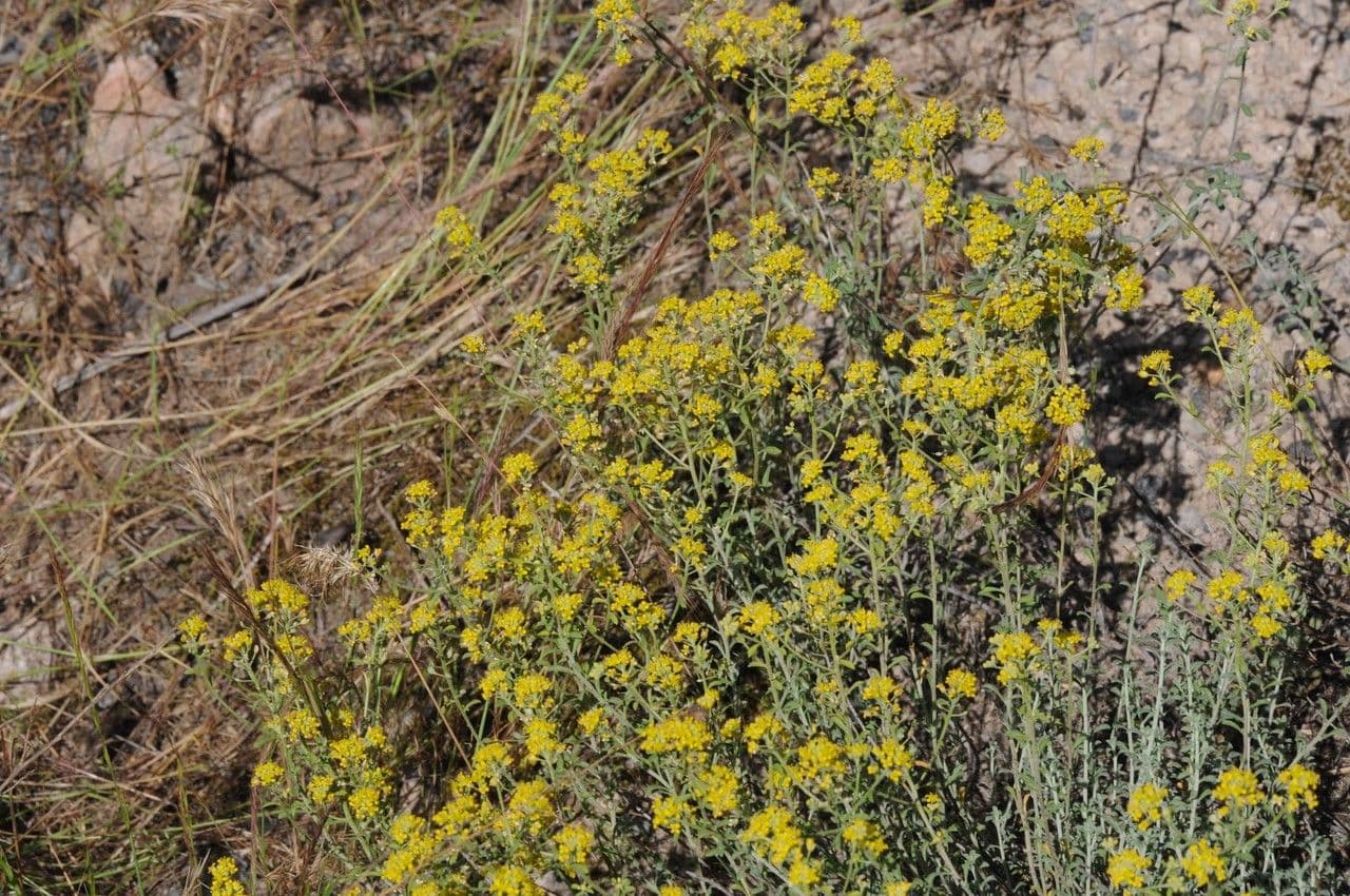 Alyssum serpyllifolium 4