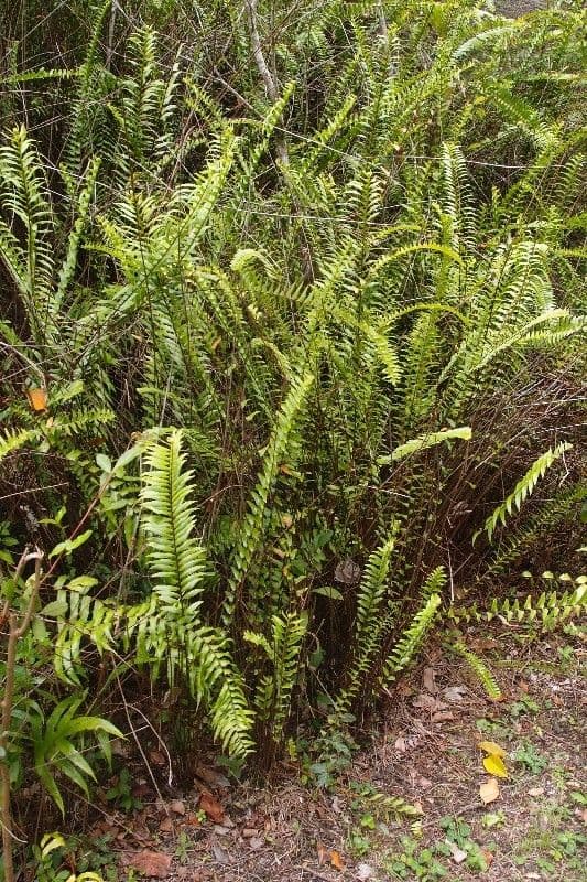 Nephrolepis 7