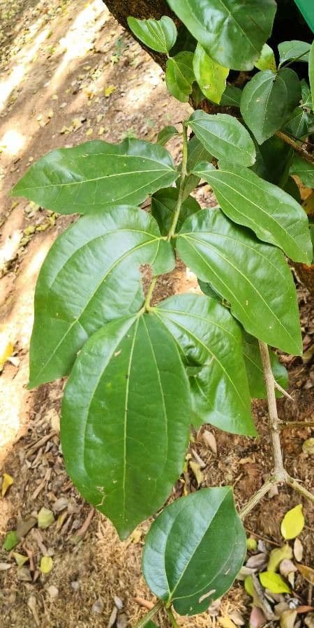 Strychninetree 9