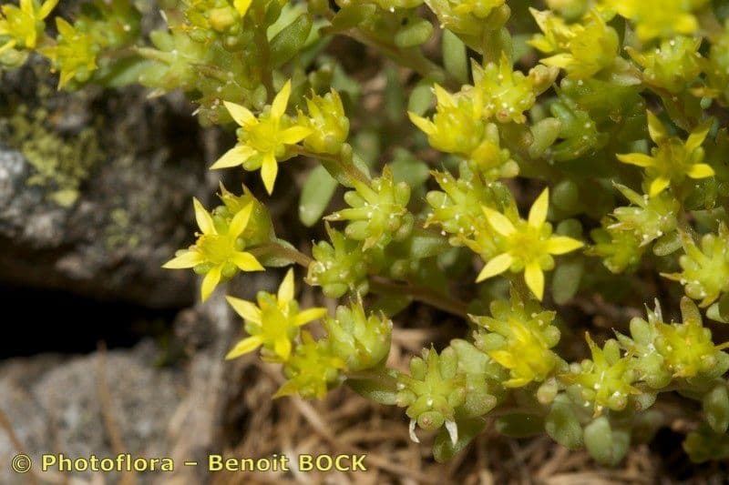 Borracina annuale 16